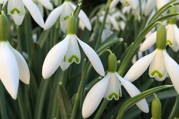 Galanthus Snowdrops in bloom article thumbnail picture 2025