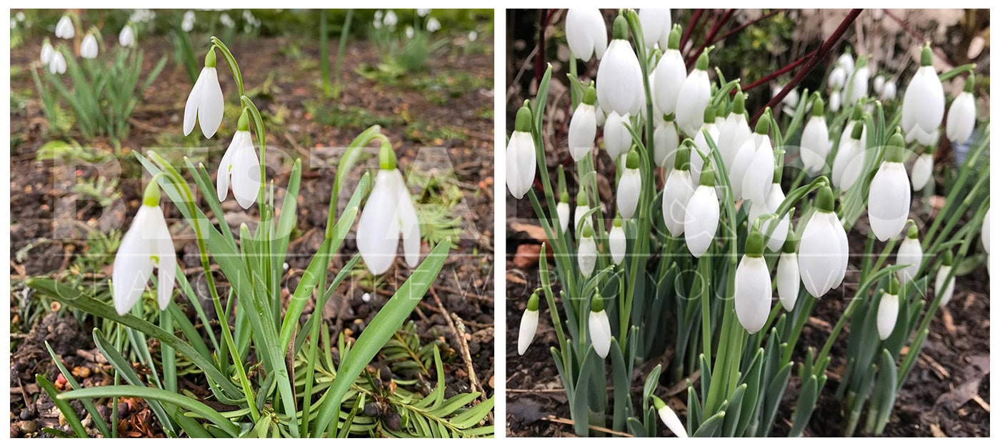 Galanthus Legacy in Bloom January 2025 Snowdrops 2