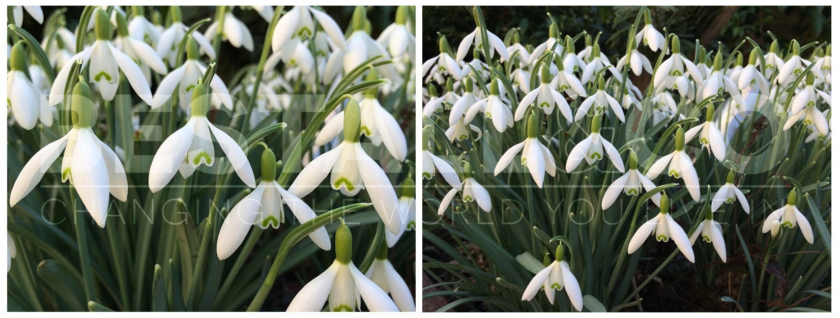 Galanthus Legacy in Bloom January 2025 Snowdrops