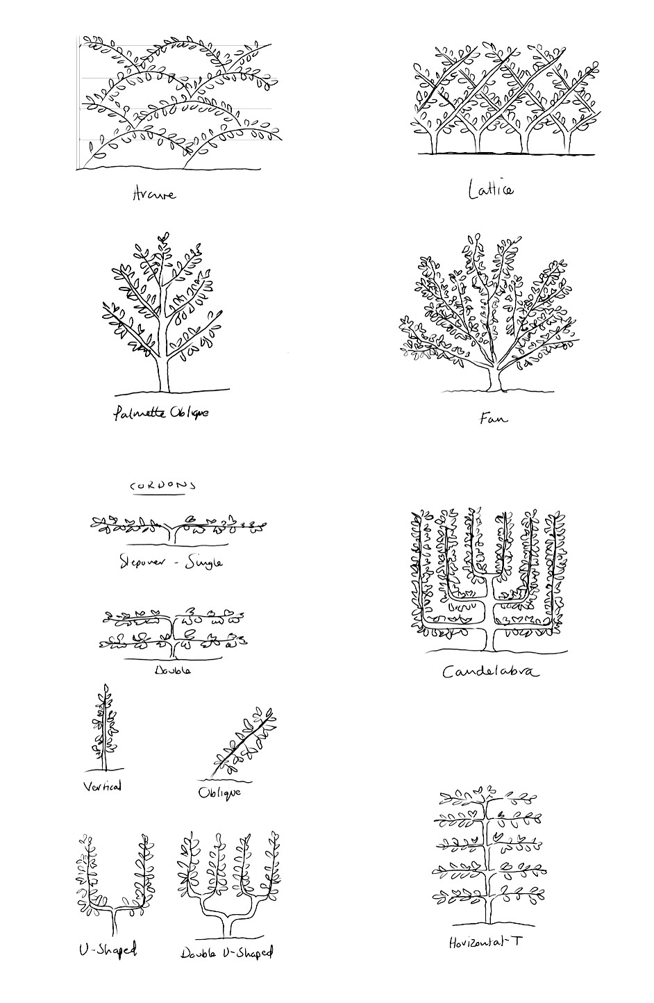 Espalier Tree Pruning Methods