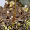 Rootstocks: The Foundation of a Healthy and Well-Managed Garden Thumbnail