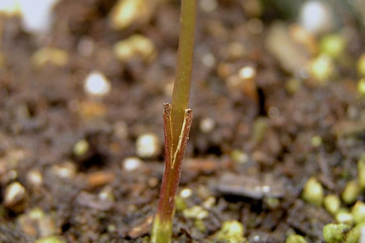 Rootstocks: The Foundation of a Healthy and Well-Managed Garden Thumbnail