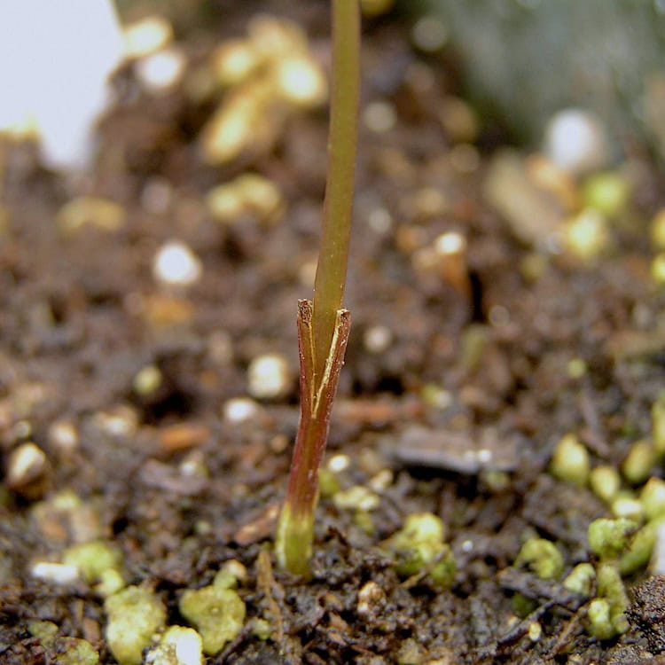 Rootstocks: The Foundation of a Healthy and Well-Managed Garden Thumbnail