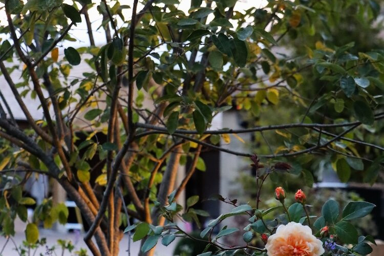 Modern Country Sustainable Garden Design English High End Residential Gardens